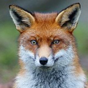 Photo de profil de nic-k0o
