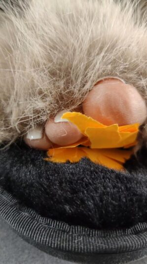 Le pieds sexy de Laura en claquettes fourrées et les papiers oranges !